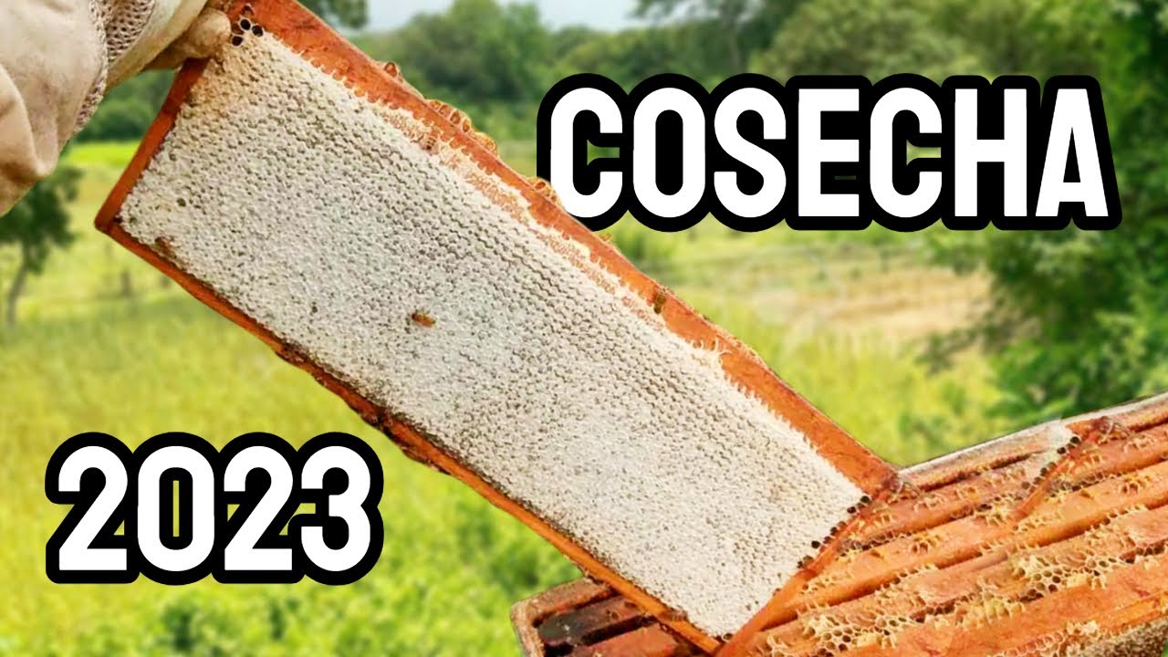 No uses cuadros de zánganos si quieres cosechar así ⬆️⬆️⬆️