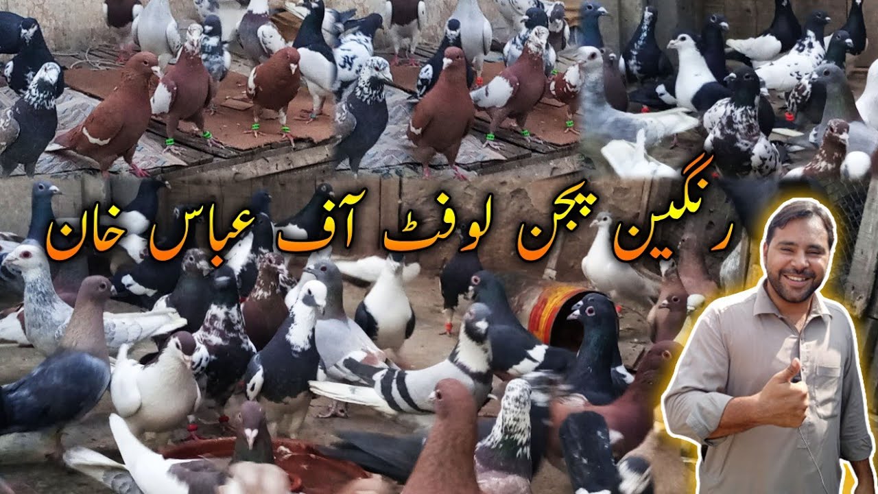 Rangeen Pigeons Loft of Abbas Khan - Badshahi Shoq