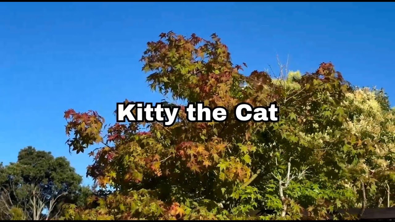 Kitty’s favourite sleeping spots