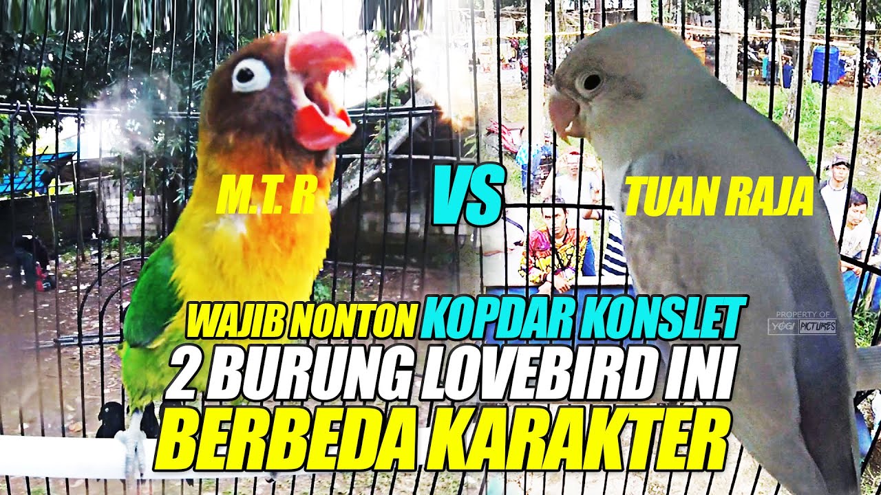 KOPDAR KONSLET : DUEL SERU | 2 LOVEBIRD KONSLET INI BERBEDA KARAKTER | M.T.R  & TUAN RAJA