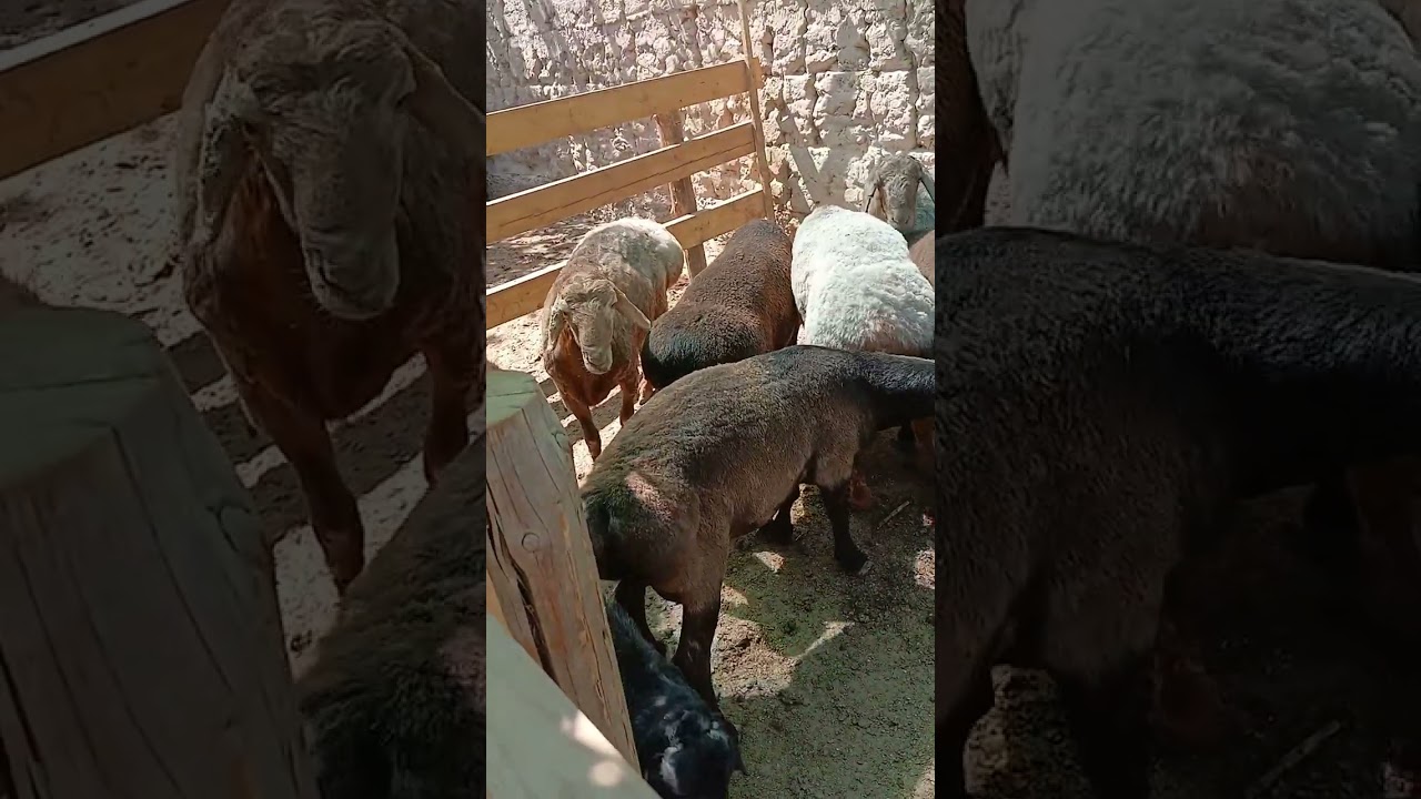 Қошқар бордақылау .Живой вес
