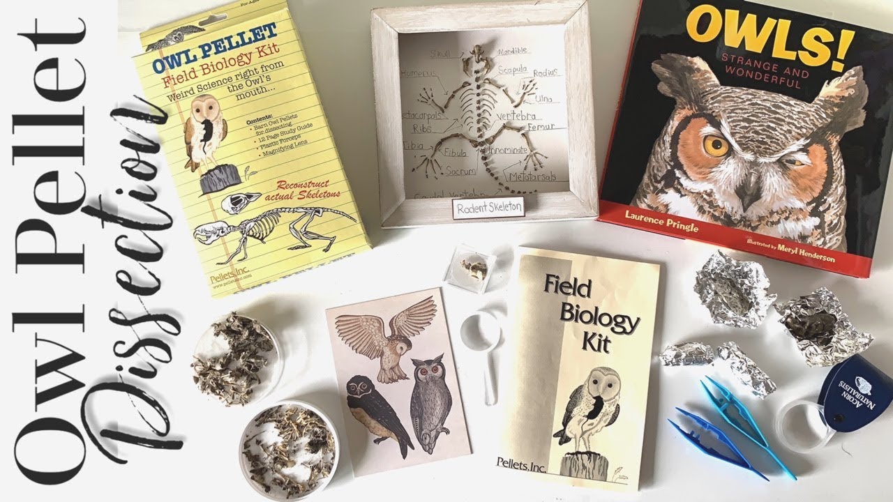 Owl Pellet Dissection | Full Rodent Skeleton