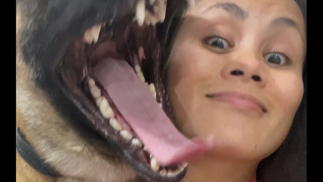 Laki buka nang bibig ni #colette kasya mukha ko 😂 #belgianmalinois #malinoislovers #doglover