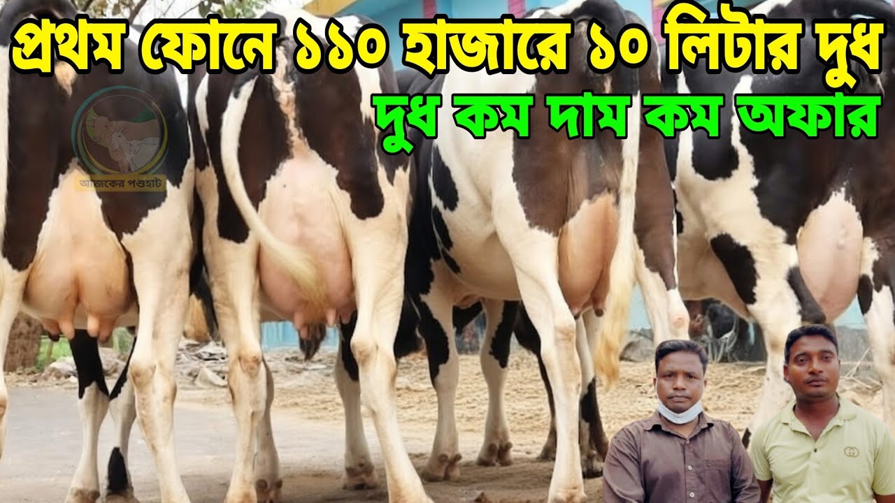 শেষ অফার! মাত্র ১১০ হাজারে ১০ লিটার দুধের গাভী এবং ফাঁকা বালতি নিয়ে দুধ দহন করে দুধের উপরে গরুর দাম।