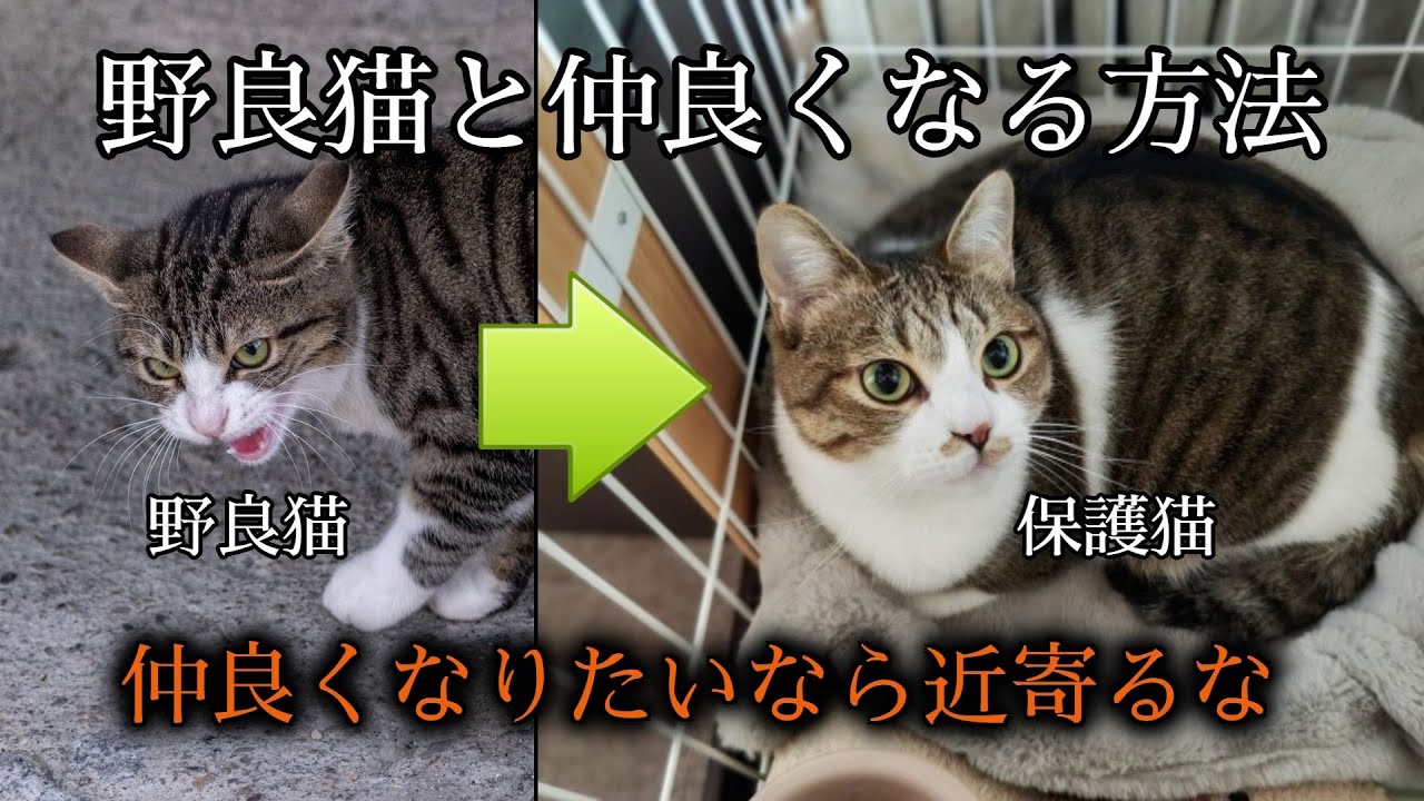 【完全解説】保護猫にできる！？野良猫と仲良くなる方法をわかりやすく解説！猫がなつく方法