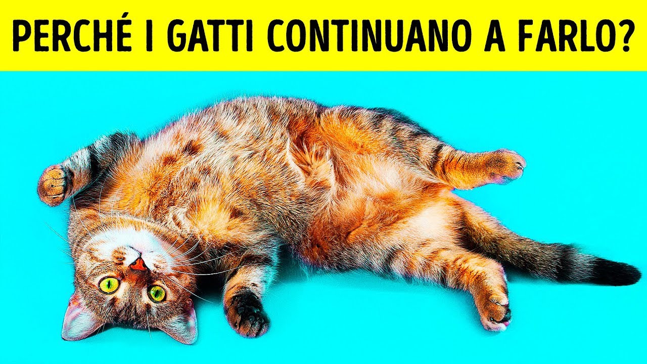 Perché i Gatti si Mettono a Pancia in su Quando Ci Vedono