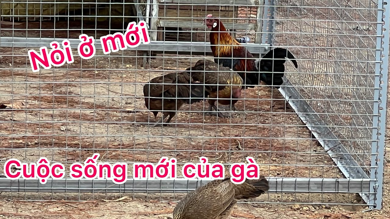 Phương lele TV/ làm chuồng gà hoàn thành nỏi ở mới cho gà rừng