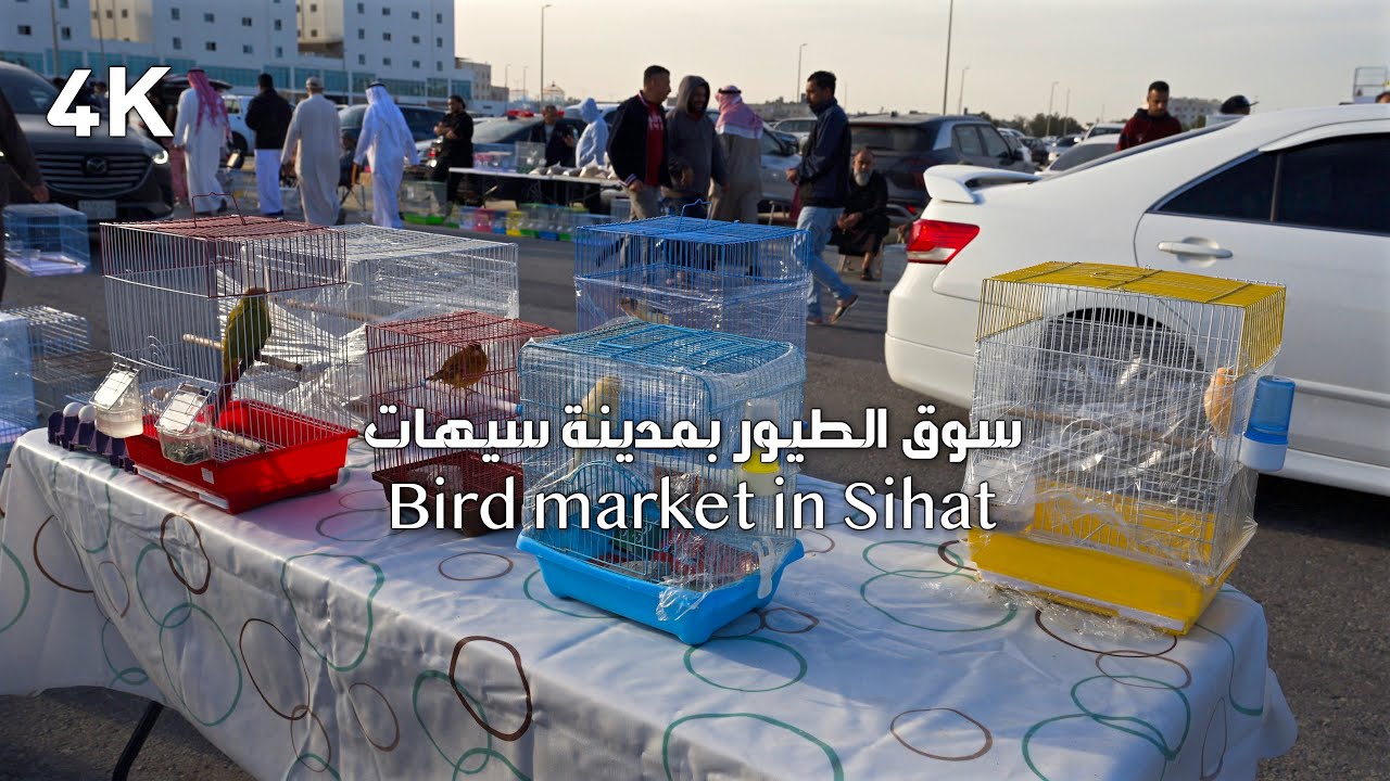 سوق الطيور والحيونات بسيهات  HDR   Bird and animal market in Bihat