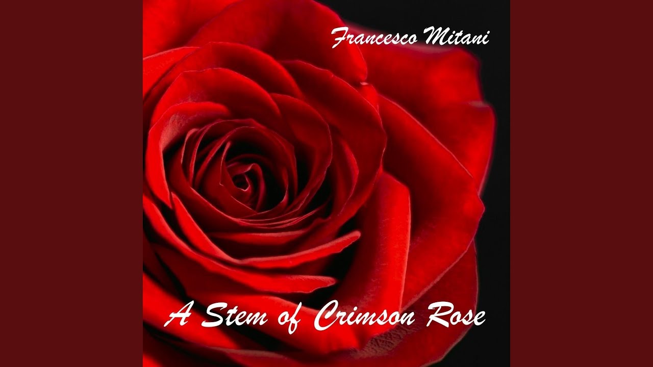 A Stem of Crimson Rose