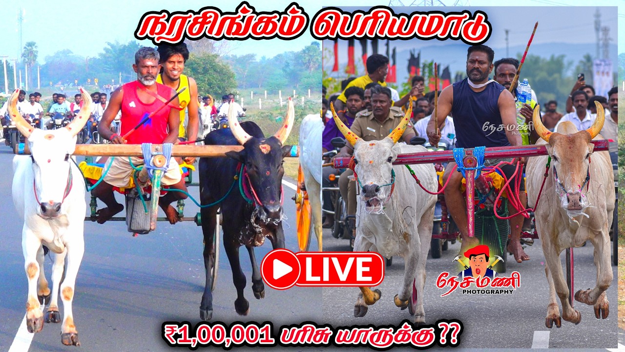 மதுரை மாவட்டம் நரசிங்கம் பெரியமாடு 1லட்சம் யாருக்கு நேரலை