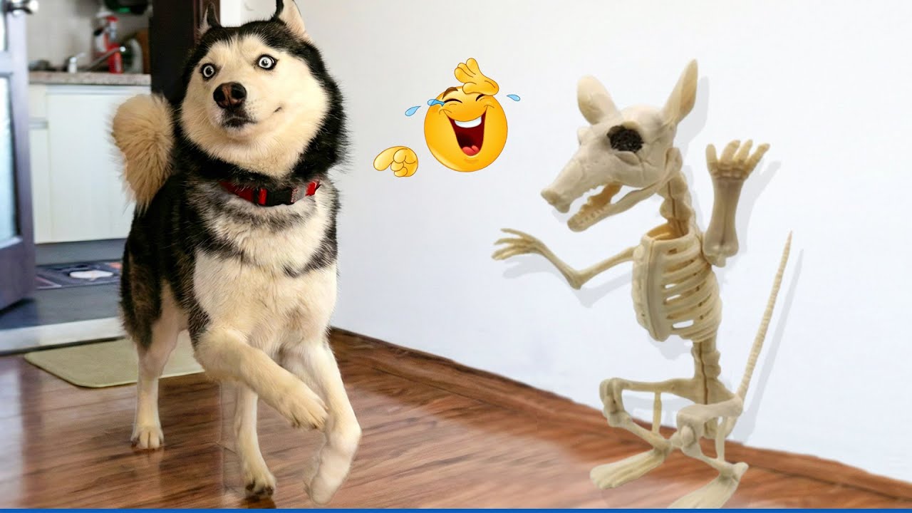 The Funniest DOGS on the Internet 🤣 Super Funny Dog Video