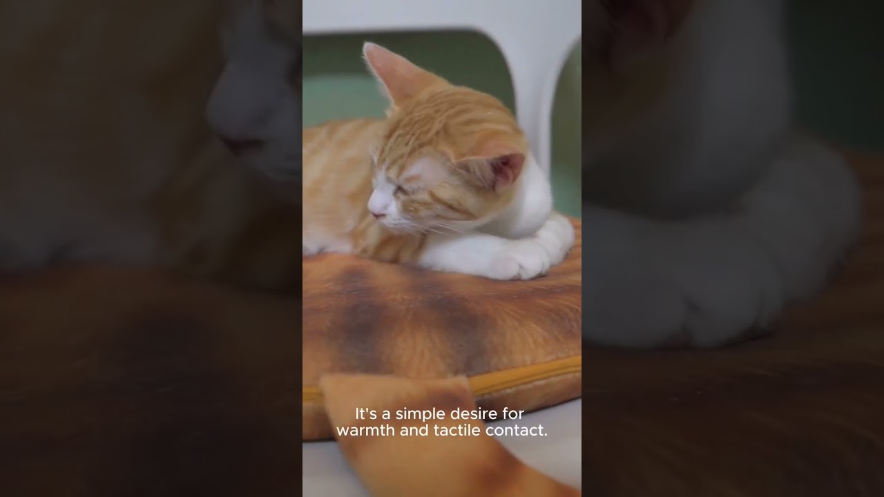 Why do cats sleep at your feet?