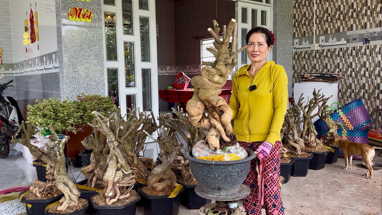 Phôi hoa giấy dáng đế đặc đẹp siêu to, giao lưu toàn quốc bao phí ship ☎️0798.027.759 Tuyết Hoa