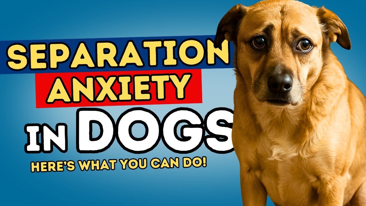 How to Treat Separation Anxiety in Dogs Naturally