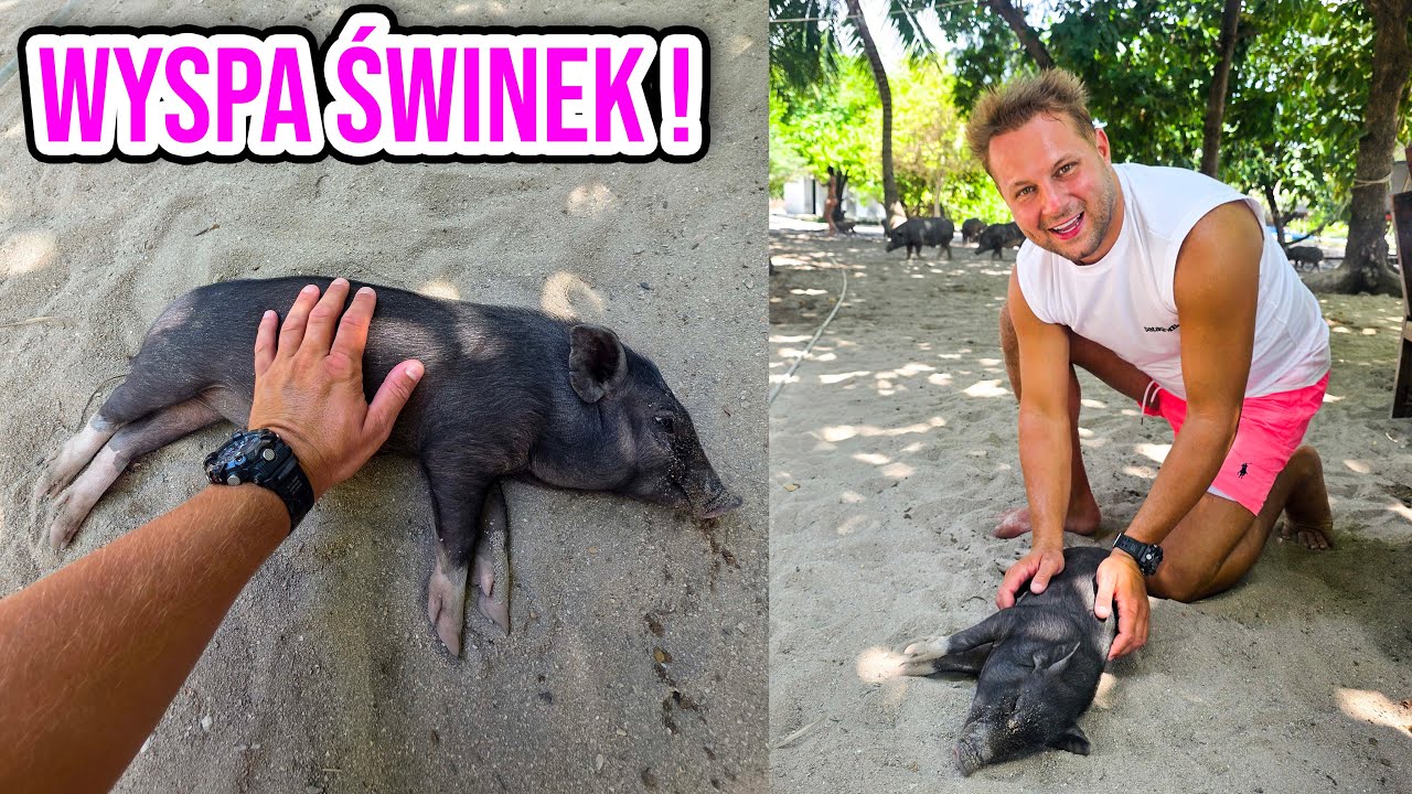 KOH SAMUI - WYSPA ŚWINEK !