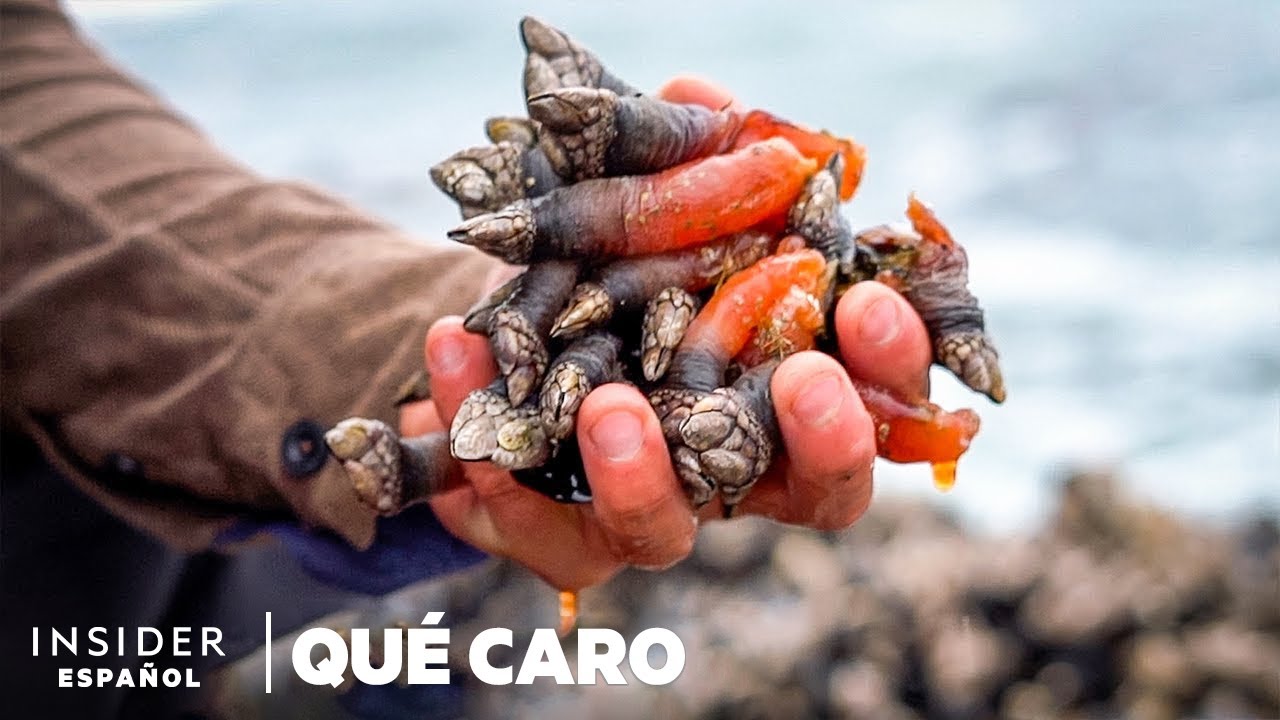 Por qué los percebes son tan caros | Qué caro | Insider Español