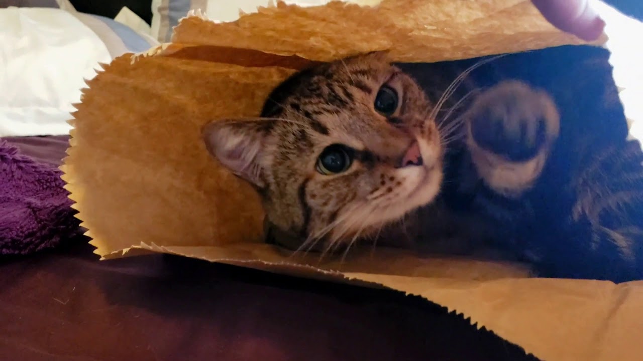 Caesar and His Paper Bag