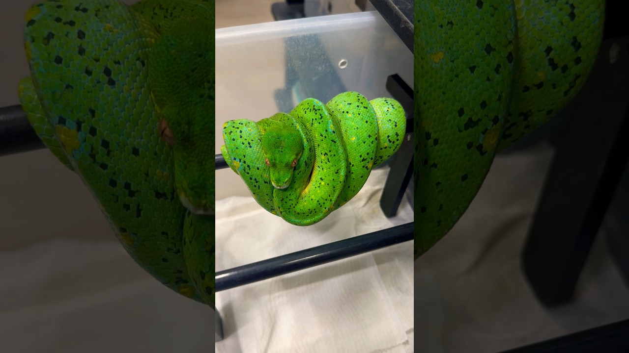 One of the MOST expensive green tree pythons in my collection.