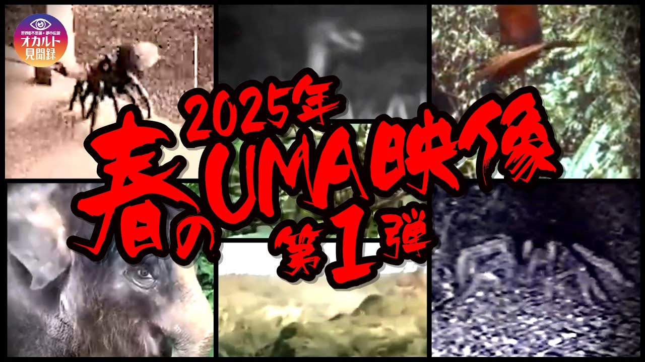 【映像】2025年 春のUMA映像 第1弾