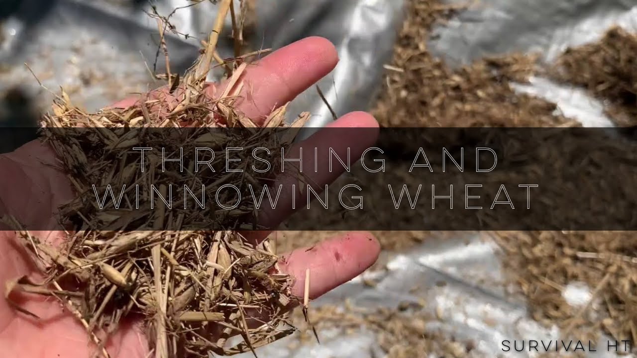 Hand Threshing and Winnowing Garden Wheat