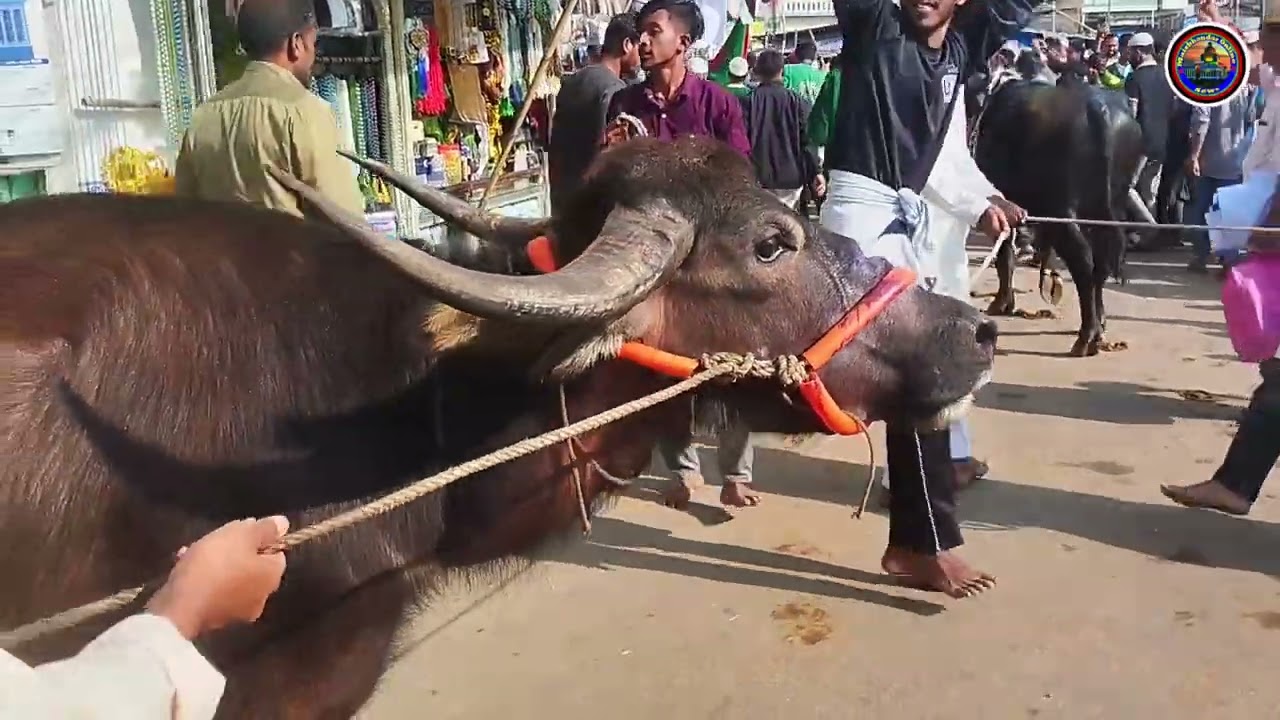 গত ১০ই মাঘ ওরশ শরীফের কিছু হাদিয়া ।। মাইজভান্ডার দরবার শরীফ