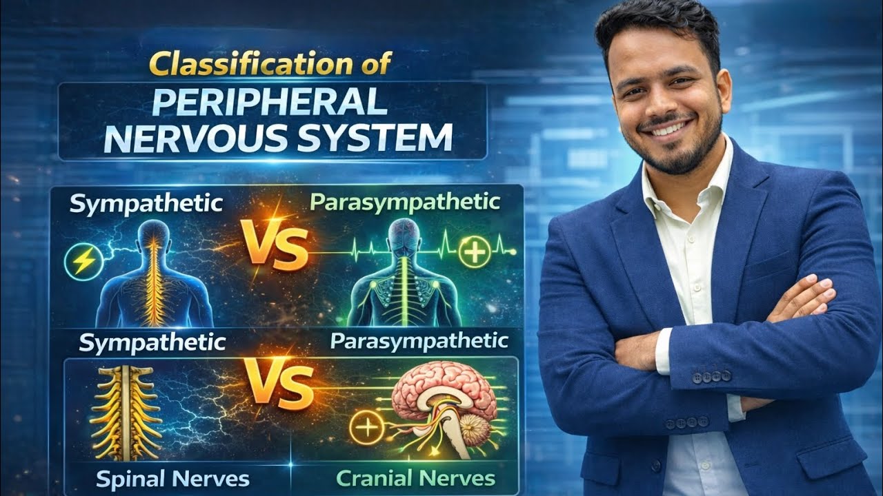 Peripheral Nervous System | Sympathetic vs Parasympathetic System | Spinal Nerves | Cranial Nerves