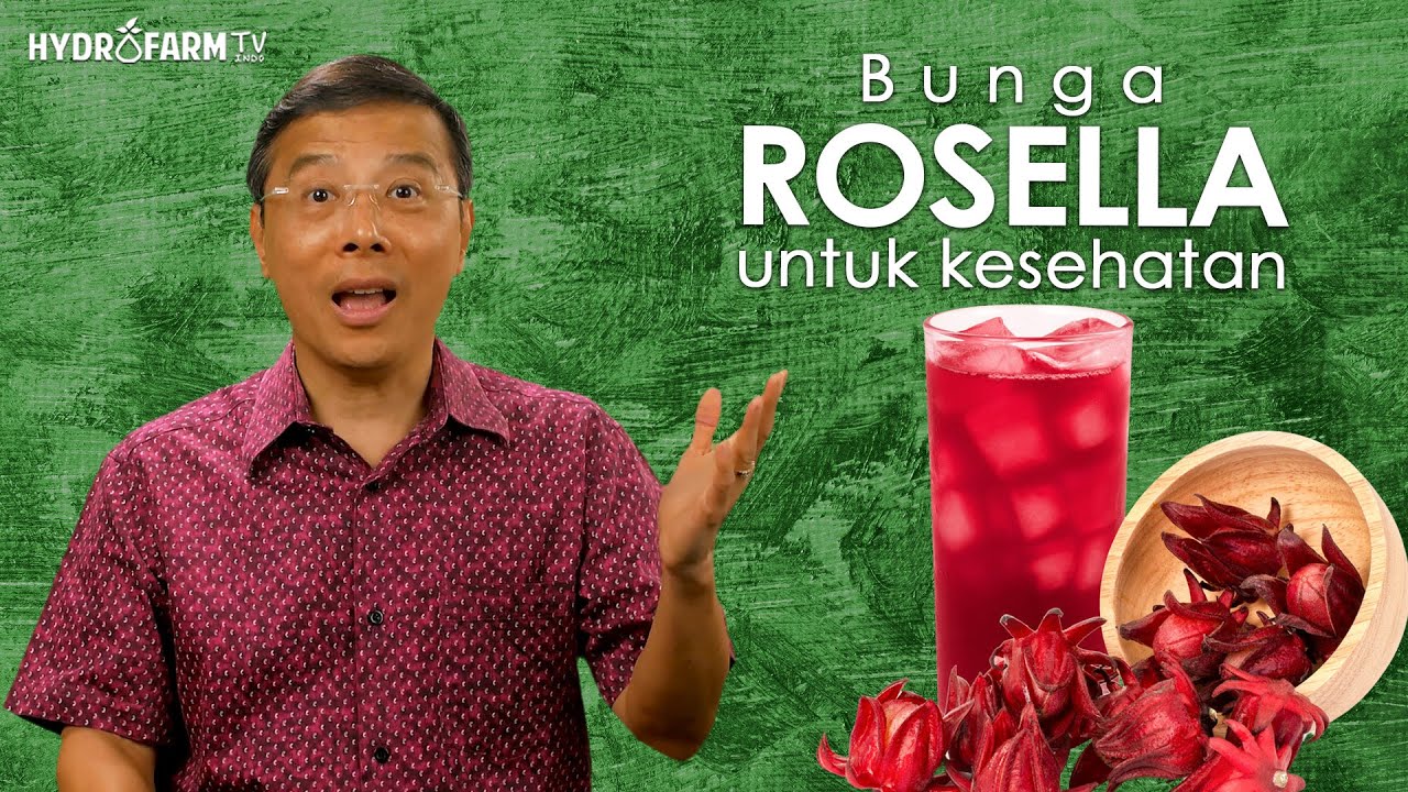 BUNGA ROSELLA Untuk Kesehatan !!