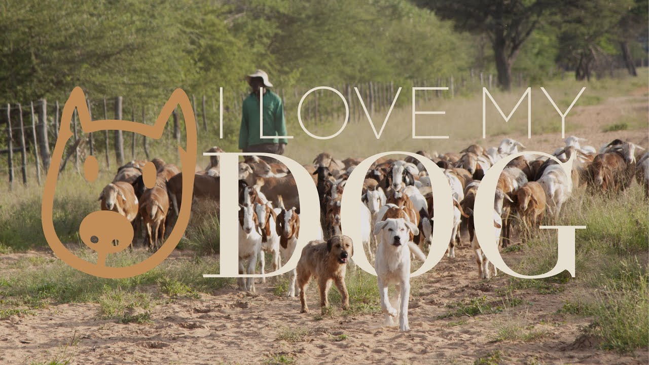 Undivided Band's Rendition of 'I Love My Dog' by Cat Stevens