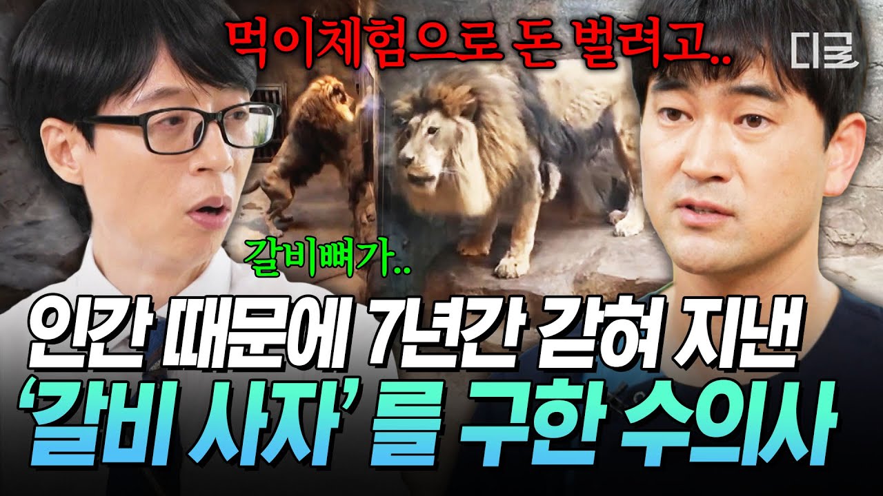 [#유퀴즈온더블럭] 갈비뼈만 보이는 사자를 구해주세요🚨 7년간 실내에 갇혀 지낸 '갈비 사자' 구조 스토리