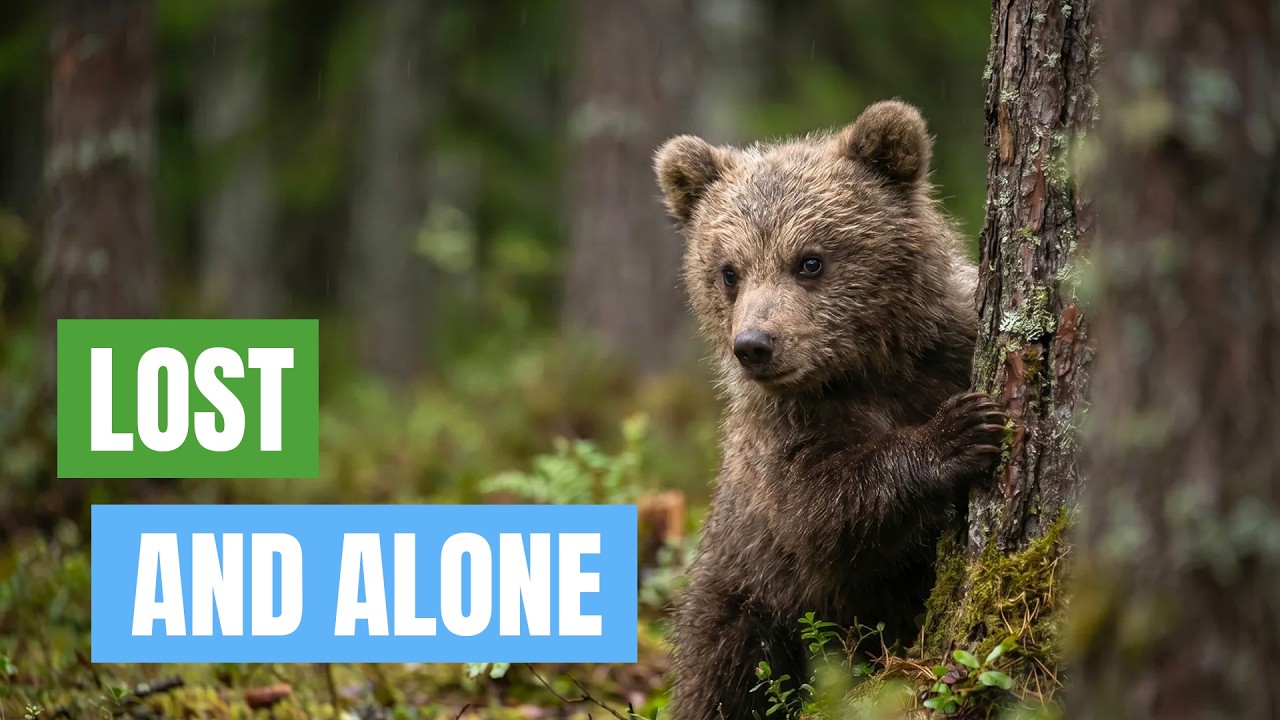Alone and Scared. Can this orphaned bear cub survive against the odds.