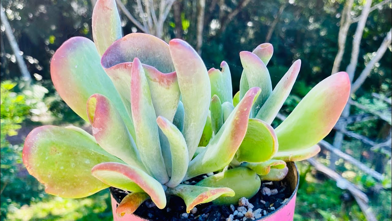 O QUE FAZER COM AS SUCULENTAS COM A CHEGADA DO INVERNO E AS GEADAS