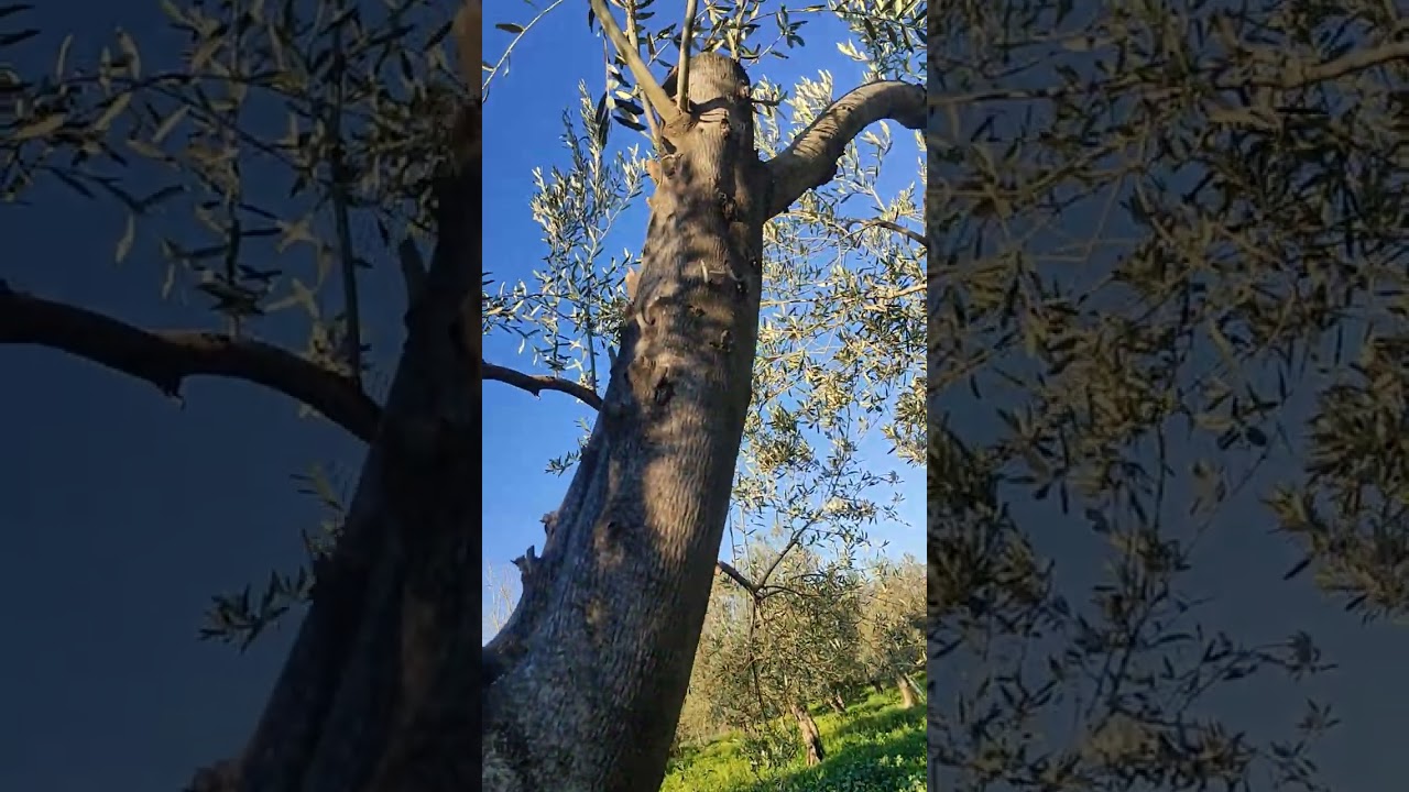 4 Şubat 2026 Edremit Güre de Zeytin Ağacı Gençleştirme Budama Çalışması