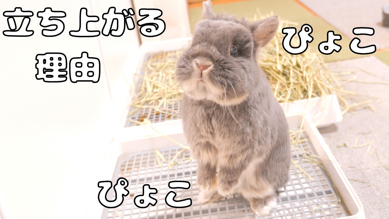 我が家のウサギが立ち上がる理由がわかりました【No.1881】
