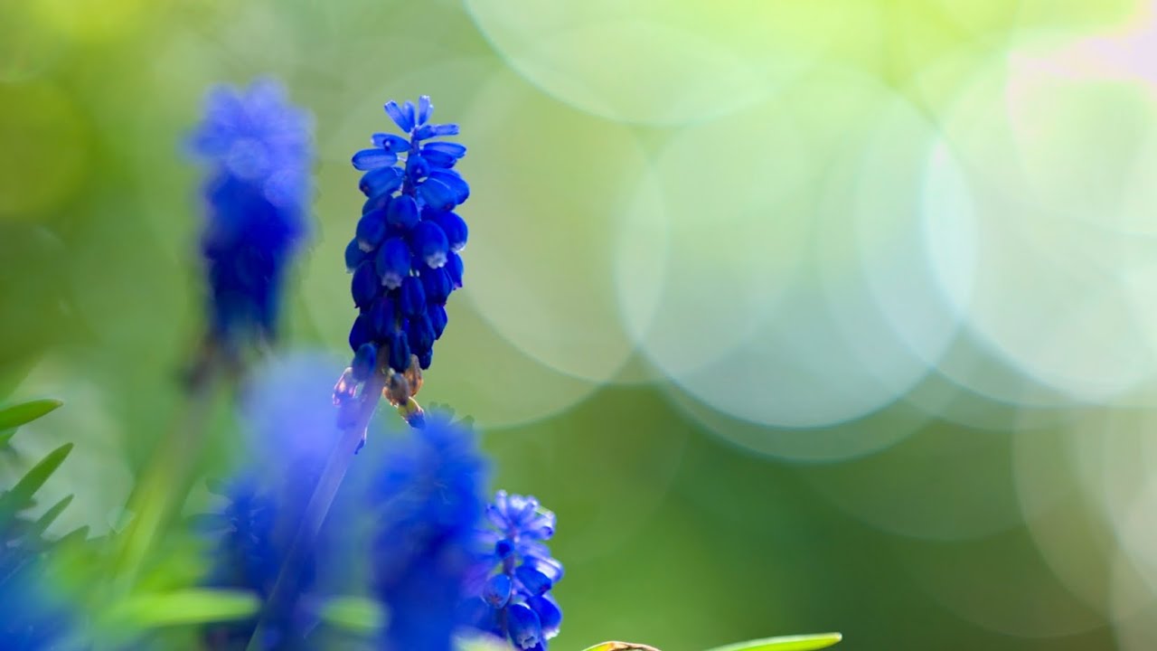 Colorful Nature | Shot on Nikon Z8 & 135mm Plena