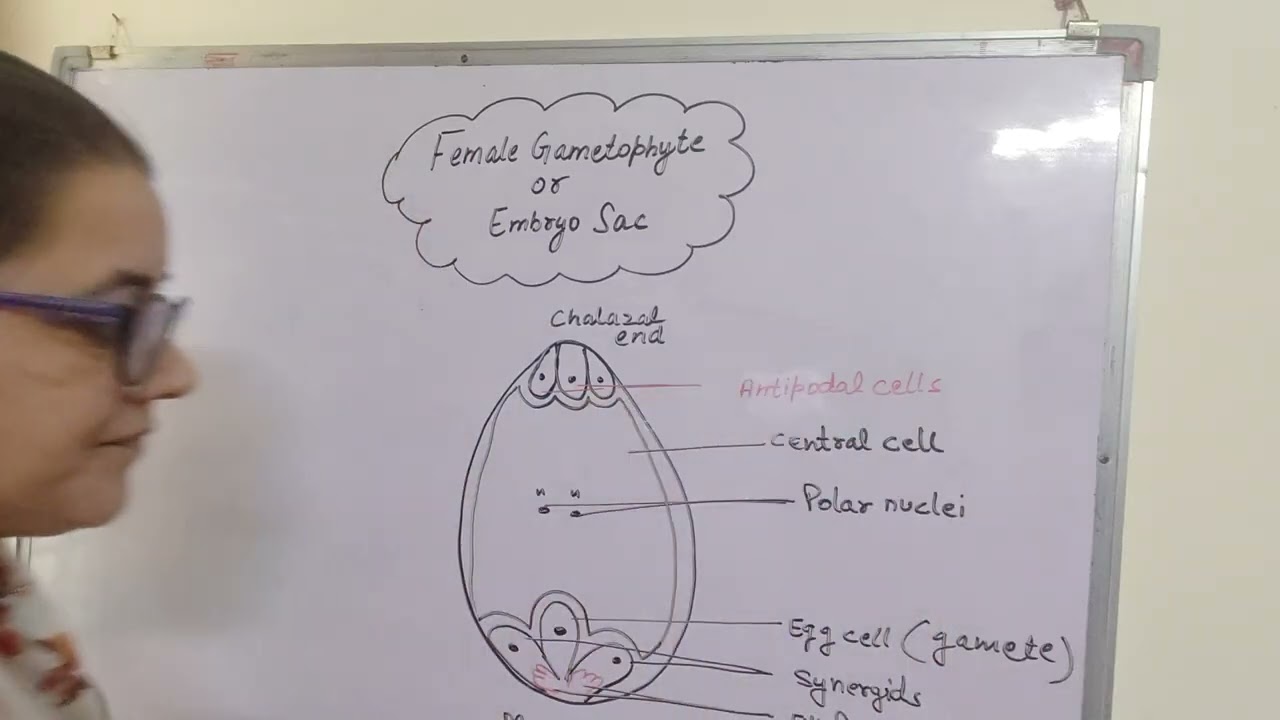  Structure of   Female gametophyte part 6