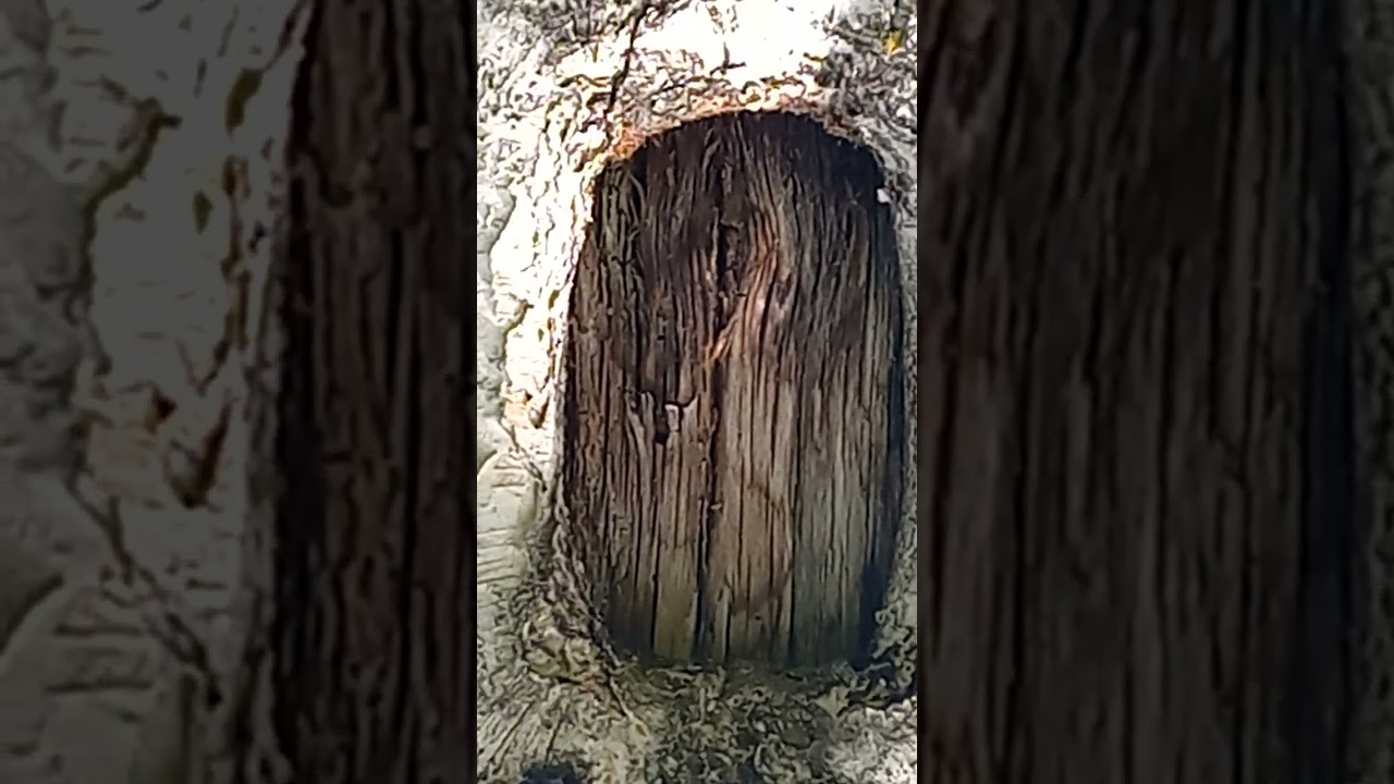 Black-eyed orangutan slightly opened the blinds of its cave to look at a smiling, gray-eyed Leshy.