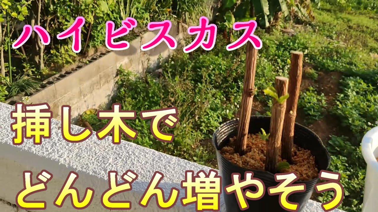 ハイビスカスは挿し木でどんどん増やせます