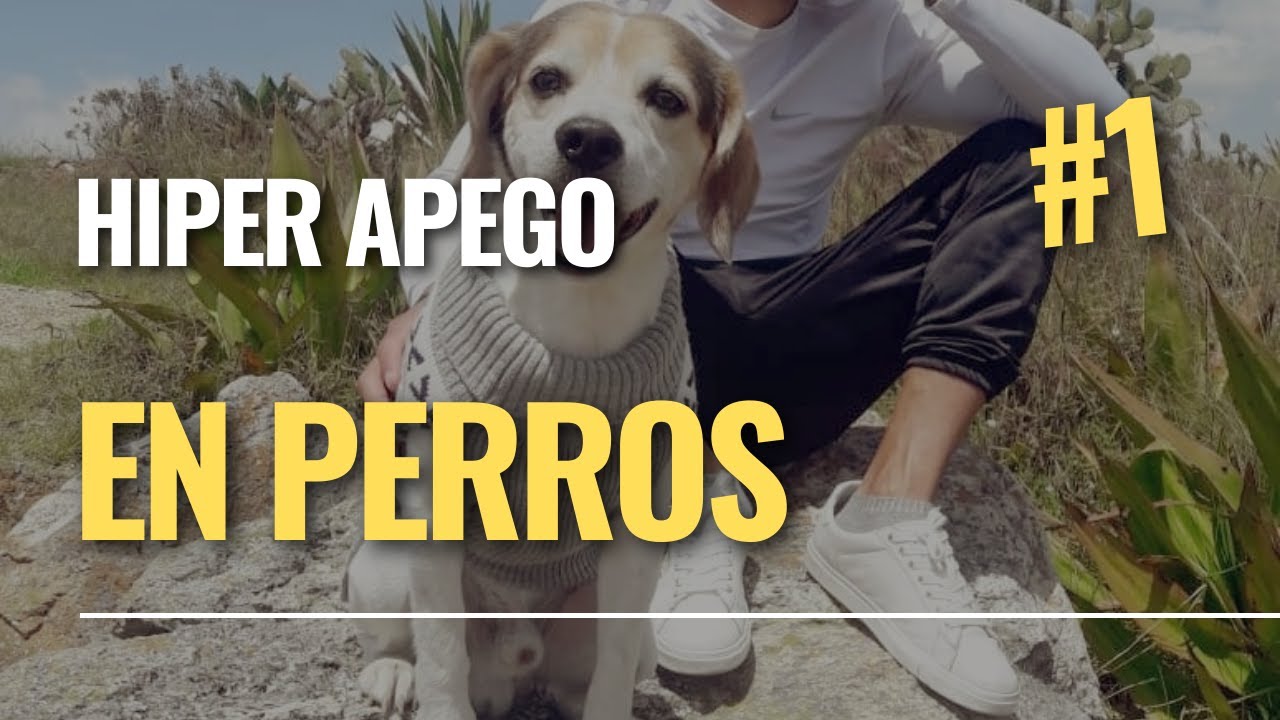 Hiper apego en perros- ansiedad por separaci&oacute;n