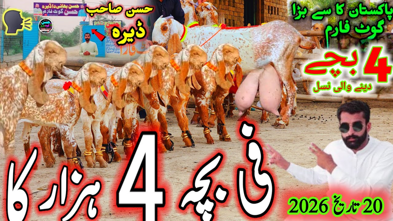 20 February 2026 pakistan,s Modern bakri farm visit مکھی چینی کامیاب نسل pure makhi cheeni bakriyan 