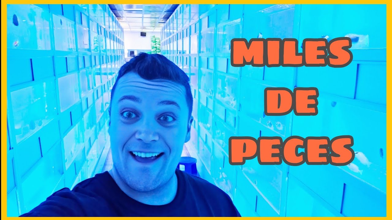 🐠 EL DISTRIBUIDOR DE AGUA SALADA MAS FAMOSO EN EUROPA // DEJONG MARINELIFE // CRIA PECES ARRECIFE