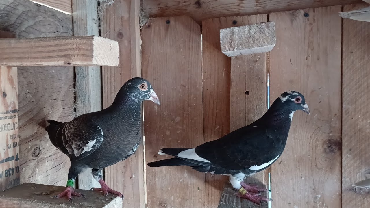 Just showing you a little pigeon tour today. I've all the new baby pigeons And new flyers in my loft