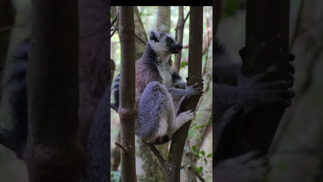 FOREST WILD LEMURS 