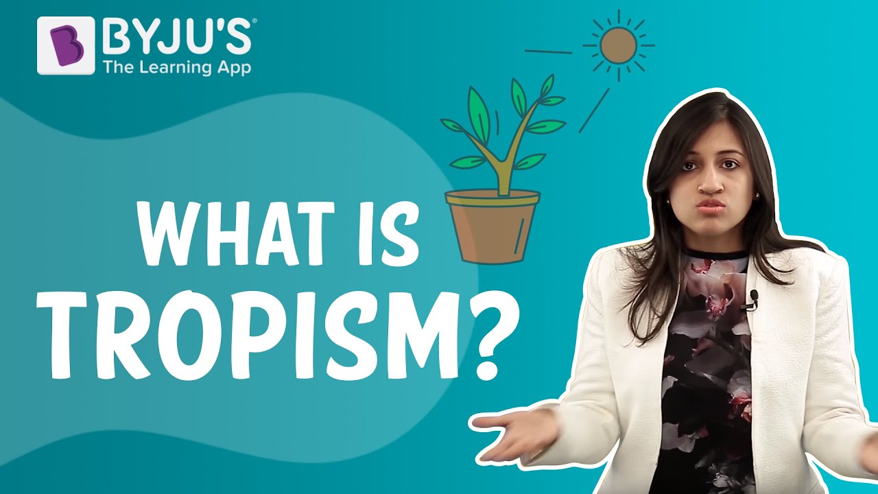 Tropic Movements In Plants | Tropism