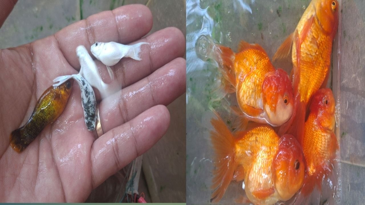 Amazing catch color catfish in small pond turtle, gold fish, pencil fish, koi fish   #fish #fishing