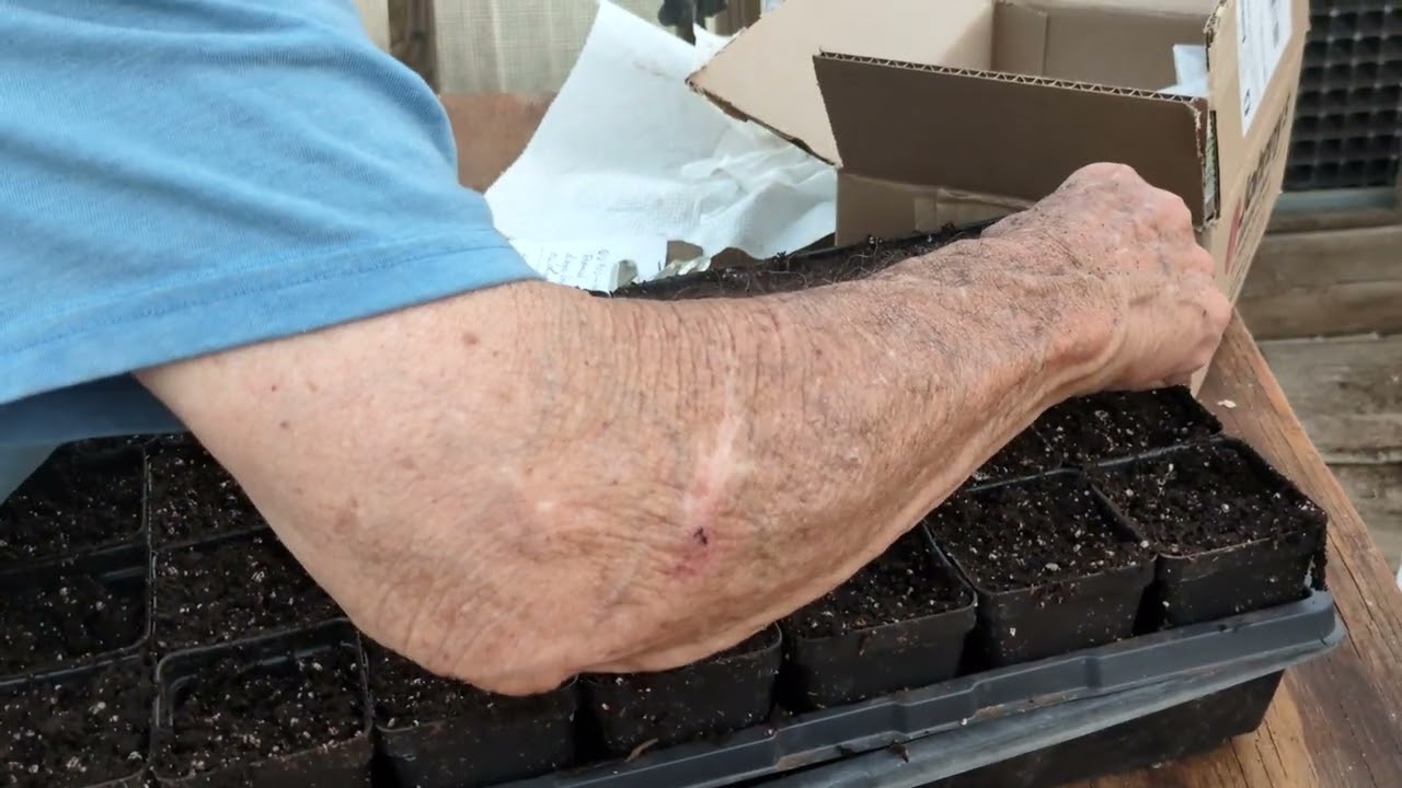 Planting black cherry tomatoes in Georgia.