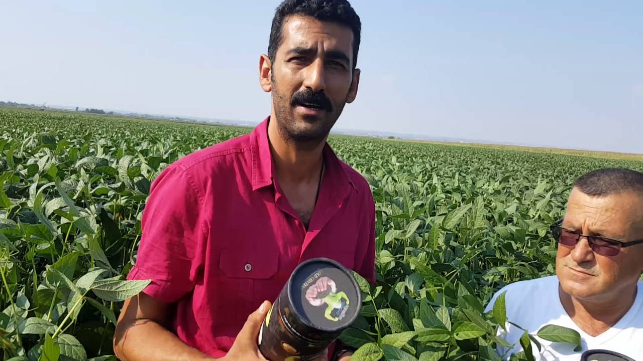 AGROLİVE İLE SOYA FASULYESİNDE KALİTE