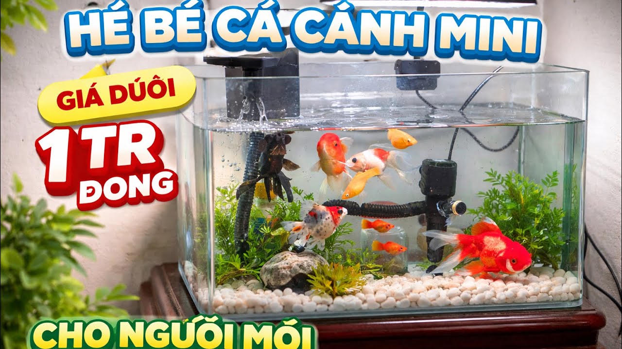 Combo Bể Cá Mini Đẹp – Giá Học Sinh