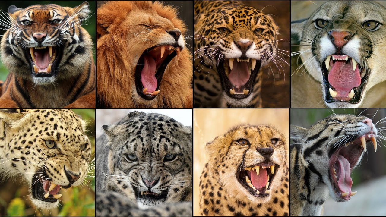 SUARA SINGA, HARIMAU, JAGUAR, & KUCING BESAR LAINYA TERNYATA BEGINI AUMAN DARI RAJA HUTAN