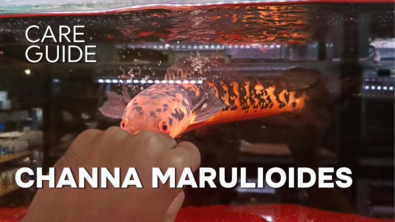 Channa Marulioides: The Emperor Snakehead (Toman Bunga) – Colours, Variants & Care
