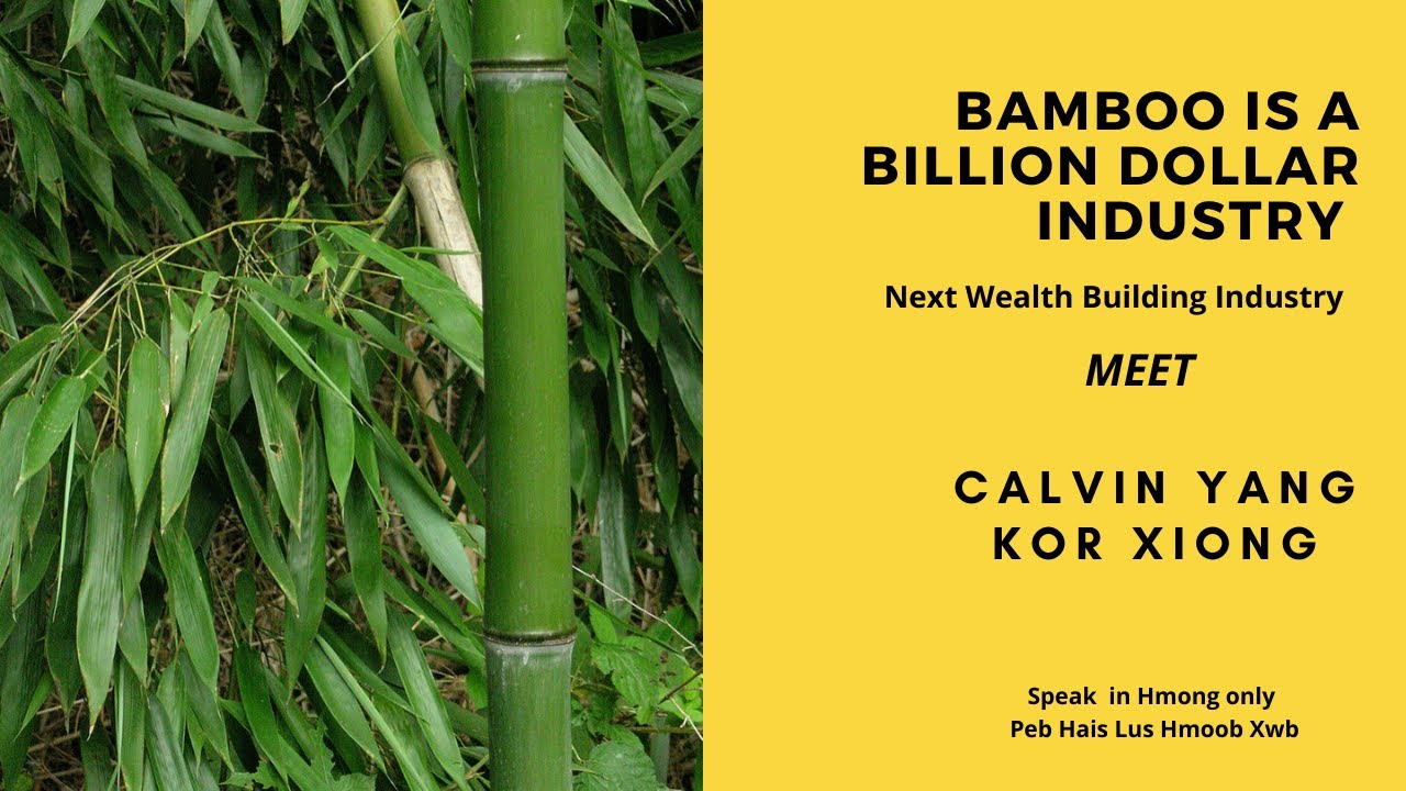 HMONG BUSINESS EP 4:  GROWING BAMBOO IS A BILLION DOLLARS OPPORTUNITY